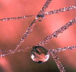 Spindelvv med rimfrost